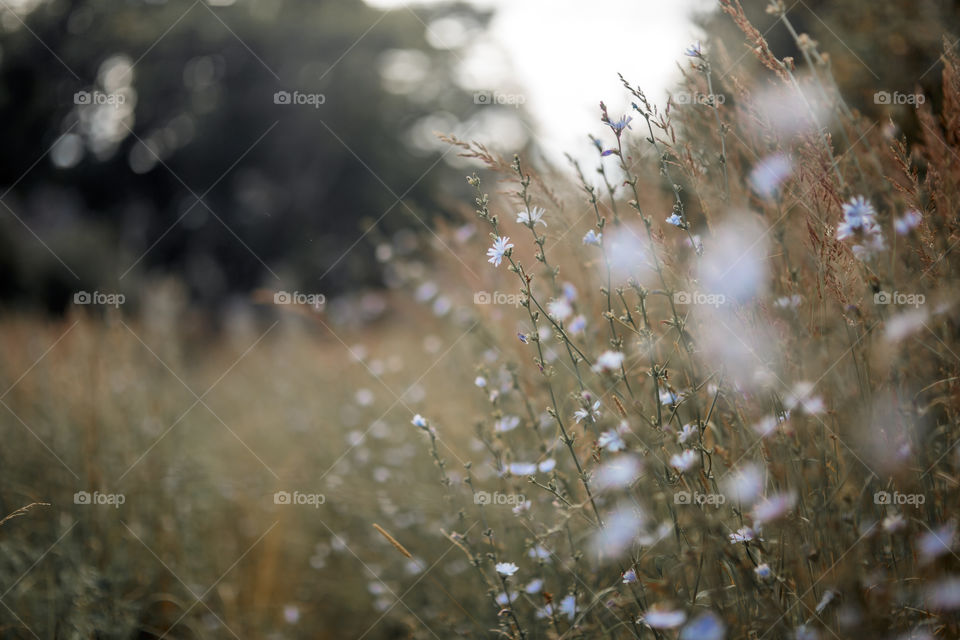 Chicory flowers at cloudy day 