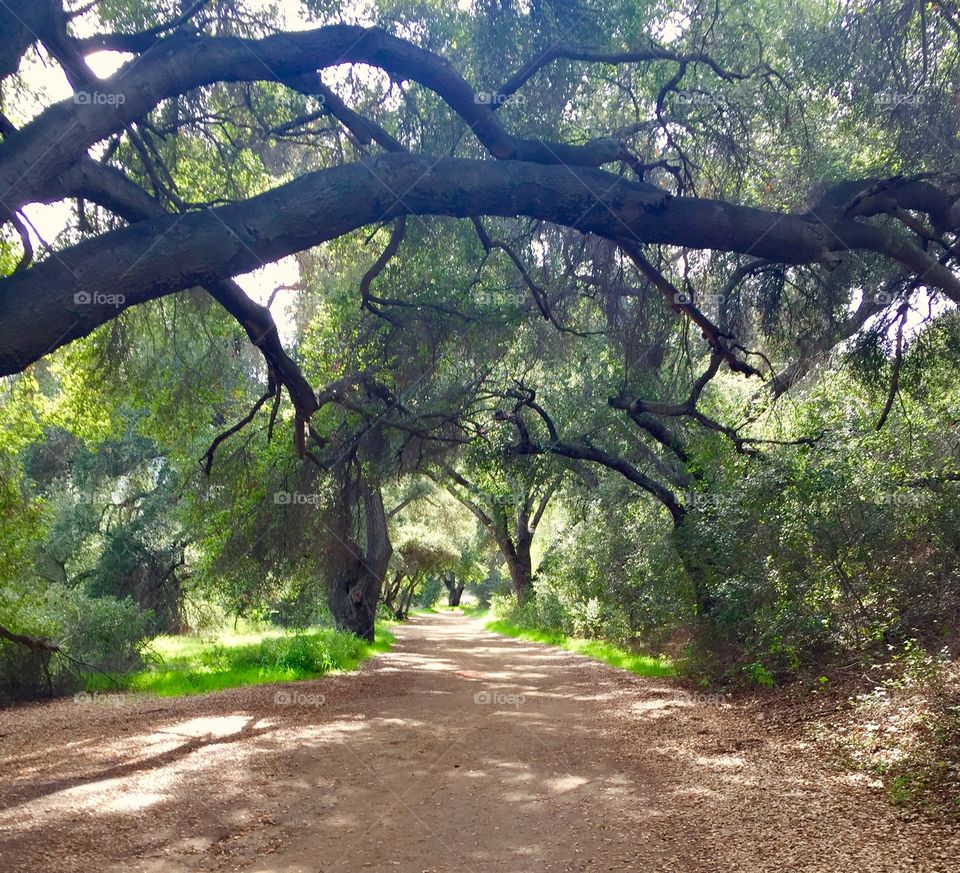 Tree lined trail