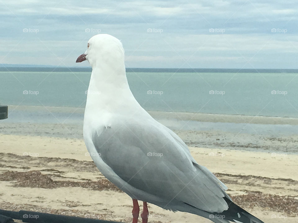 Seagull
Closeup