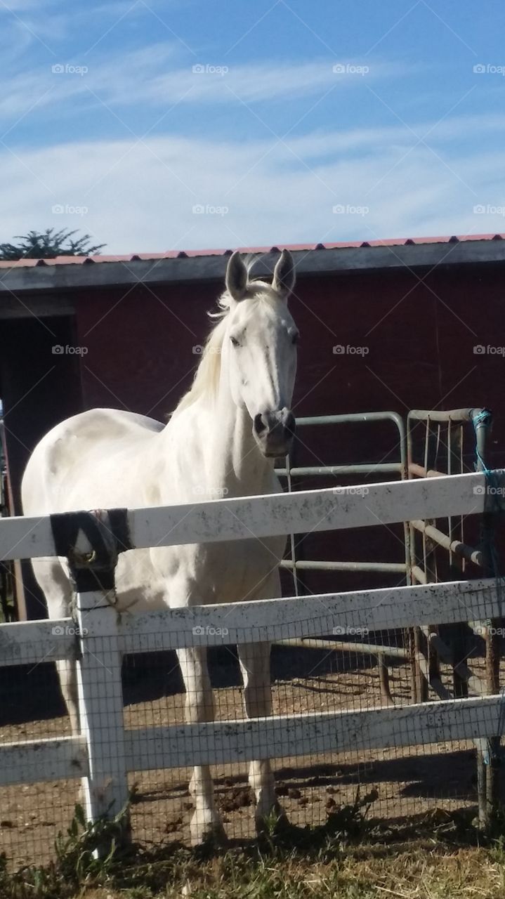 A Beautiful and Friendly Male Horse at the rescue Farm 
California