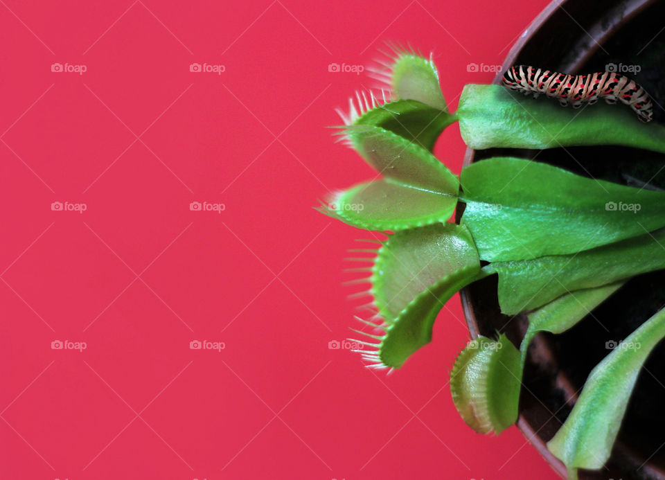 A caterpillar on Venus flytrap on red background, home potted plants