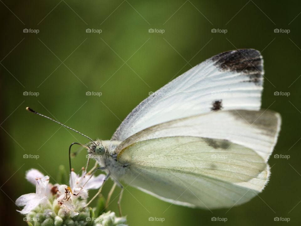 Beautiful butterflies 