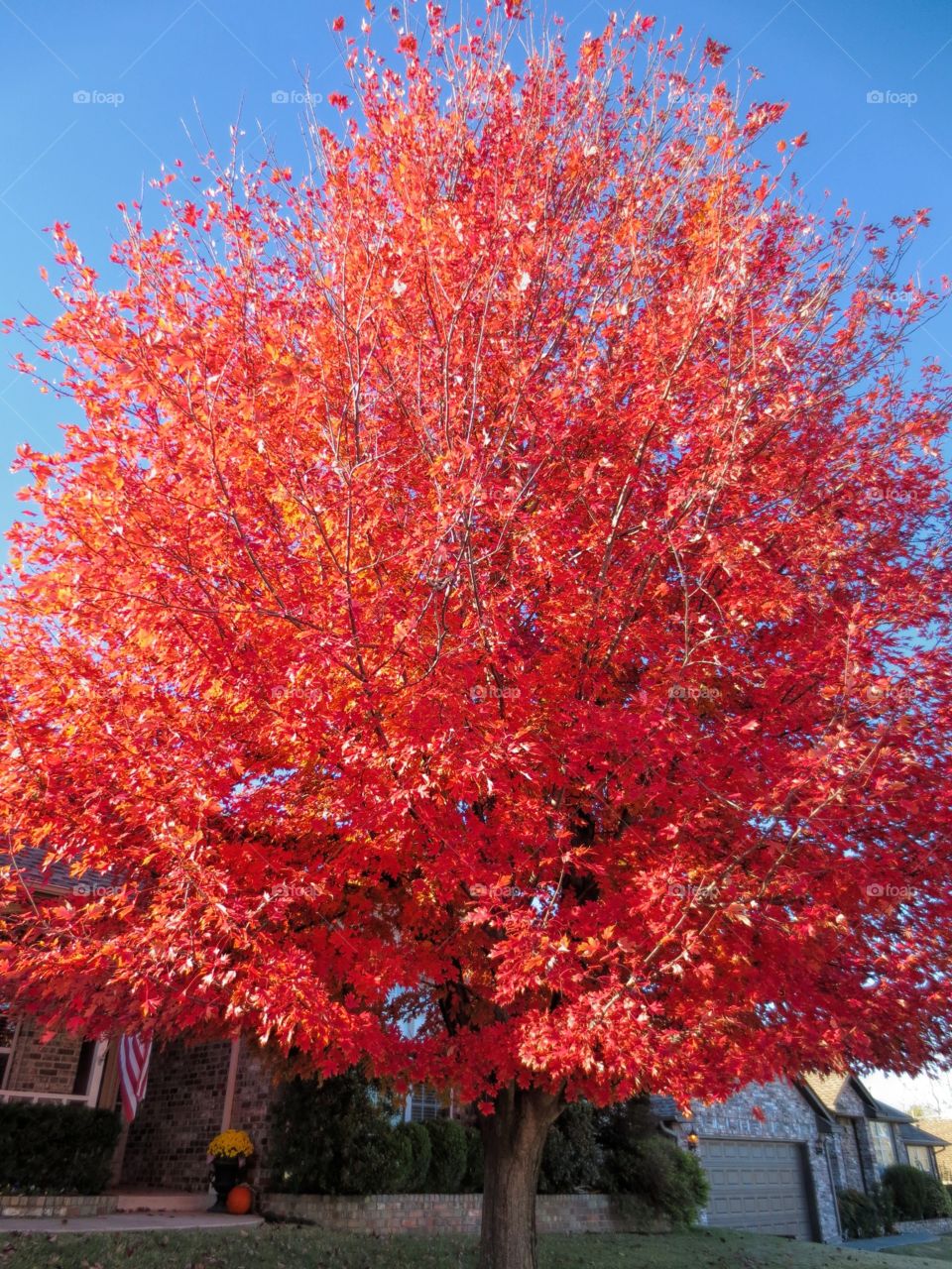 Colorful Tree 