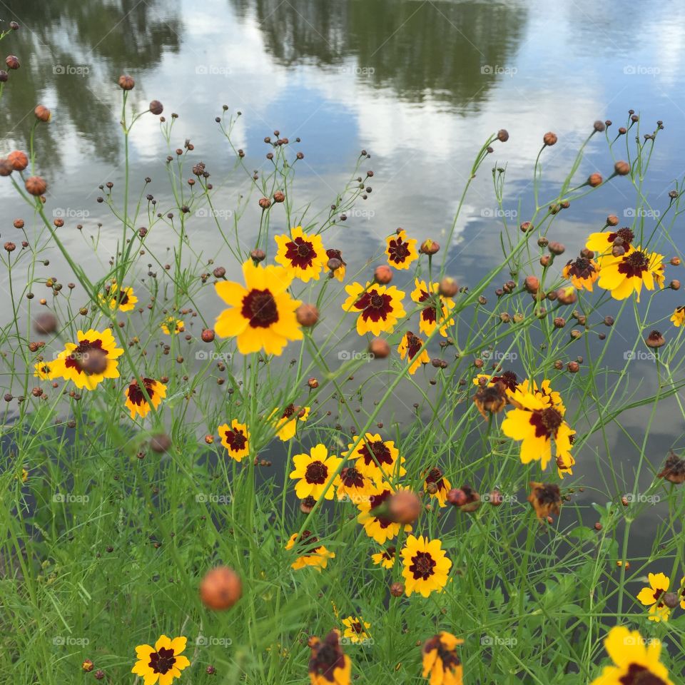 Growing wild along water's edge