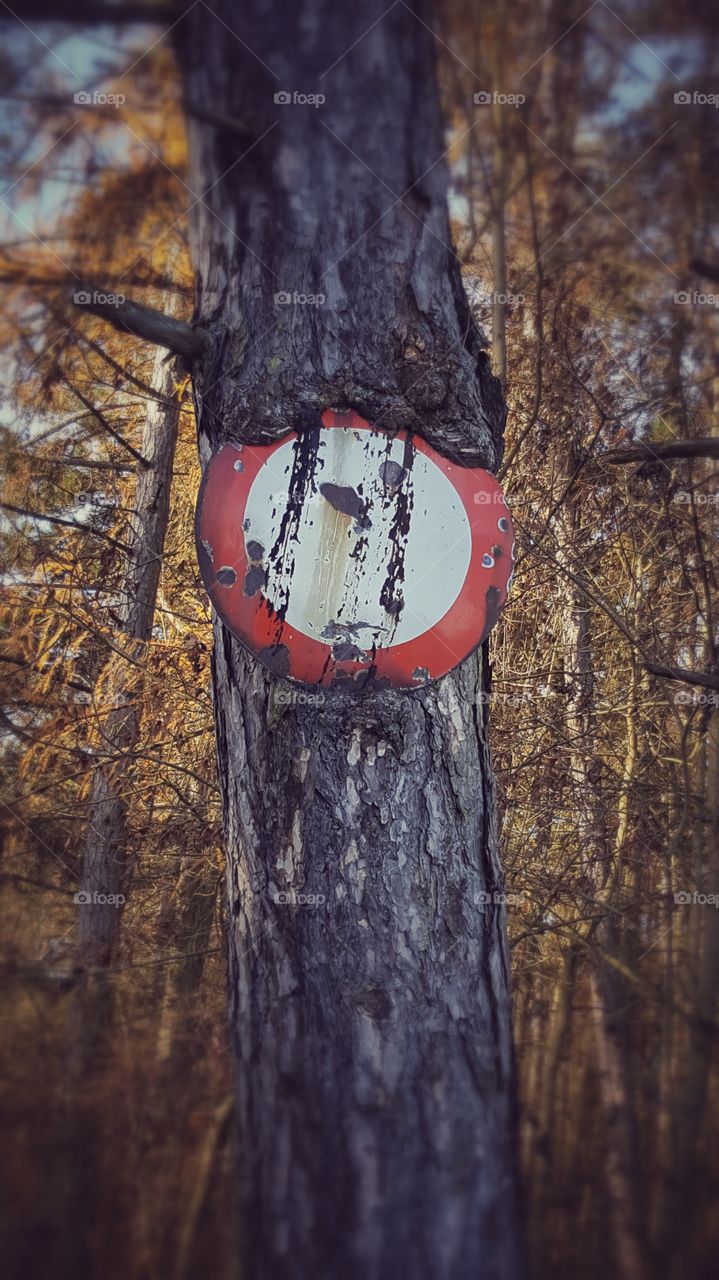 Schild im Baum