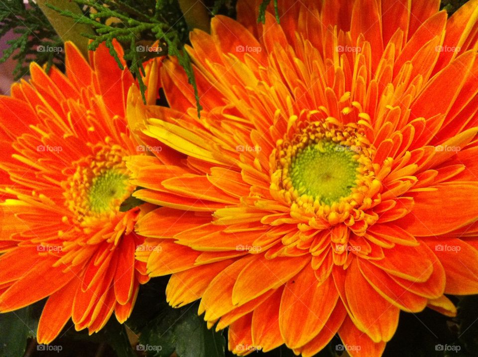 bright orange. something to cheer you up