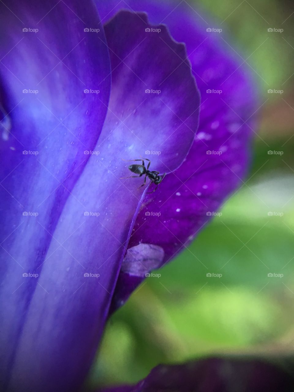 Ant in iris