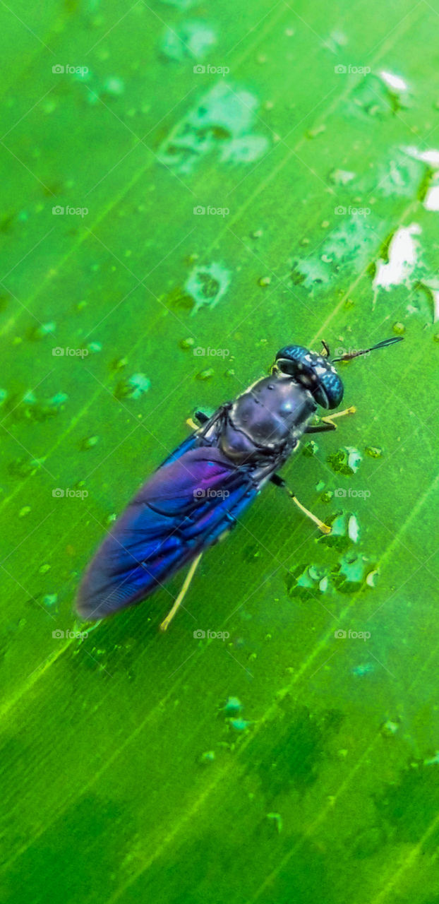 brilliantly colored blue / black soldier fly having a drink of water from a banana tree leaf.