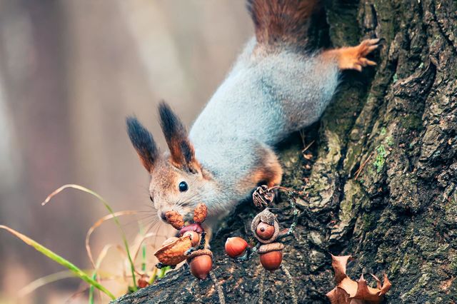 Close-up of a squirrel climbing a tree and collecting nuts. The squirrel is brown and gray with large eyes, furry ears, and a bushy tail