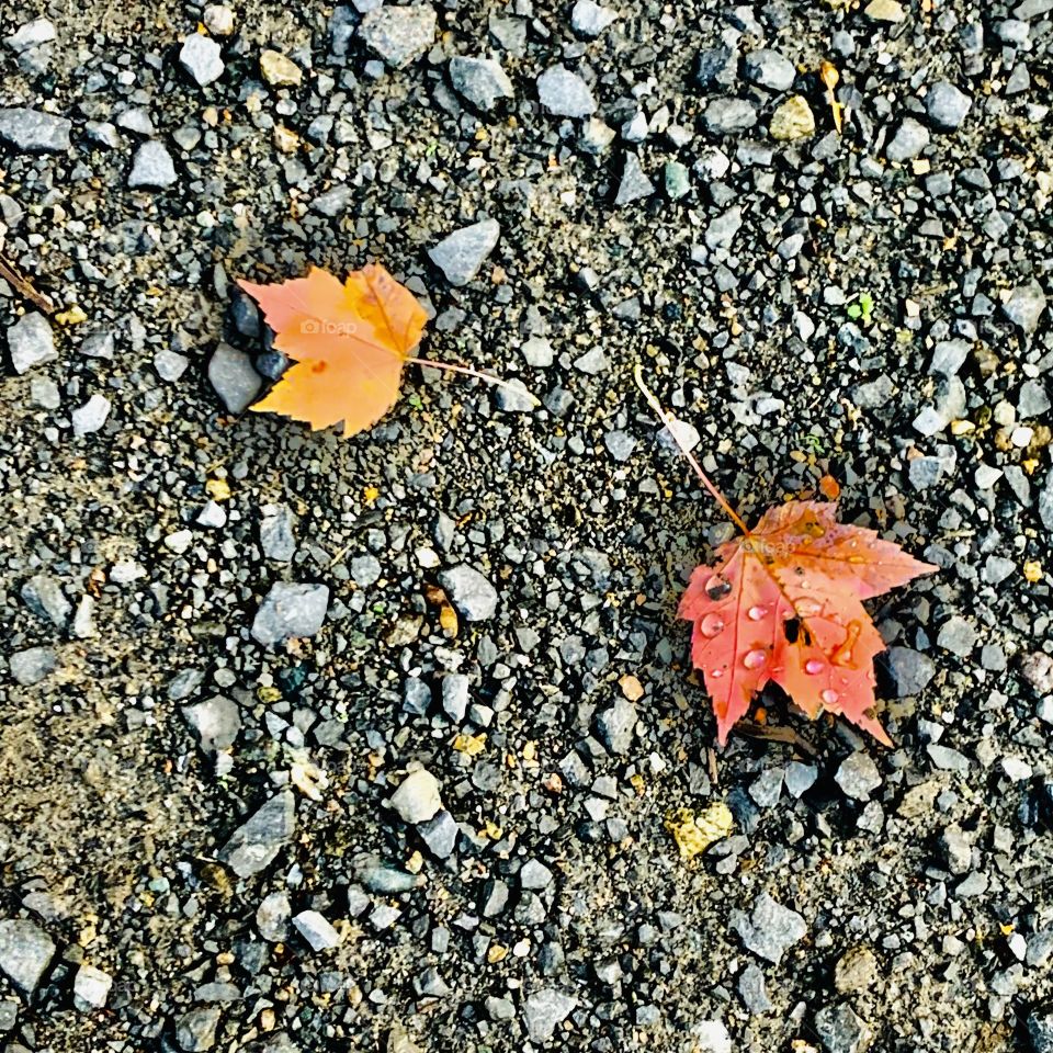 Rainy day in the Laurentians 🍁