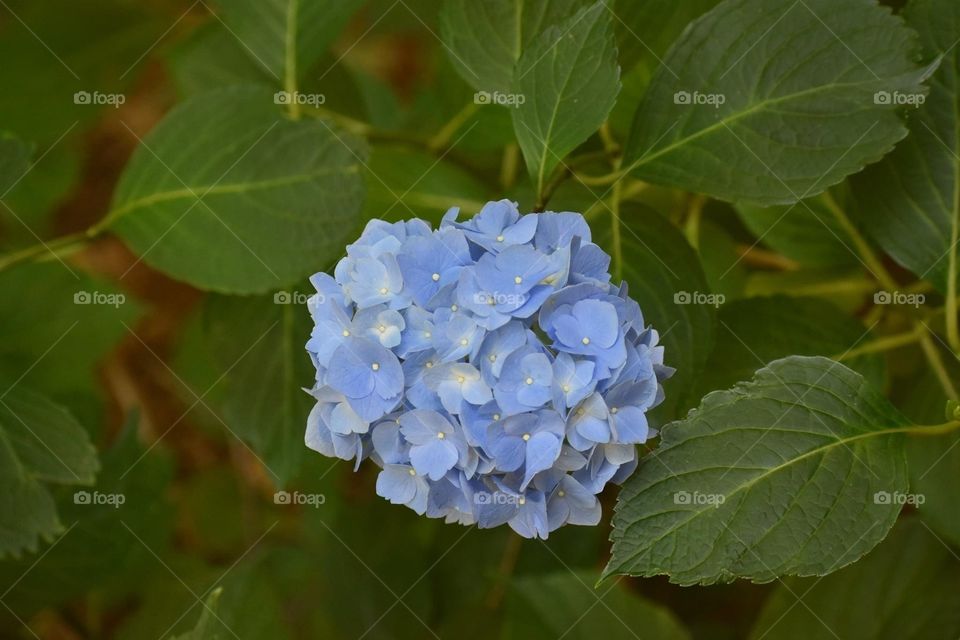 Pretty blue summertime hydrangea 