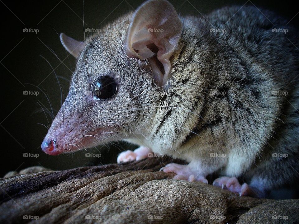 Opossum 