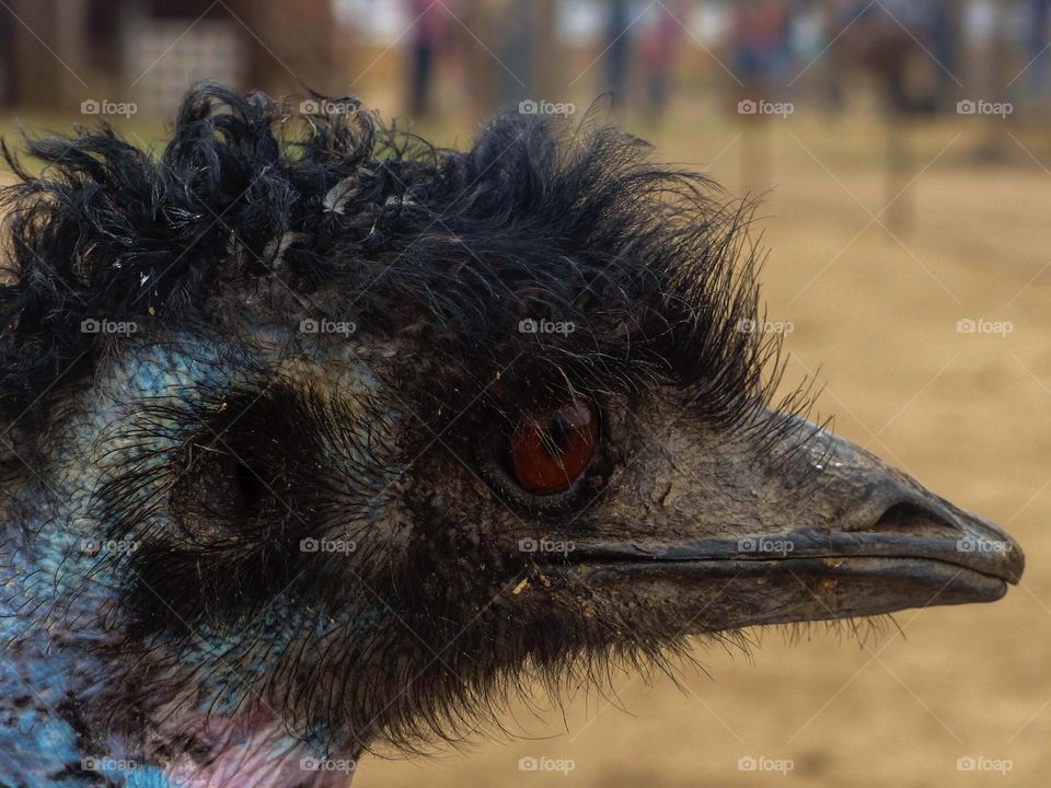 A close up photo of an Emu's face