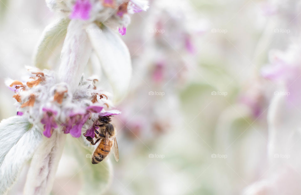 Busy bee 