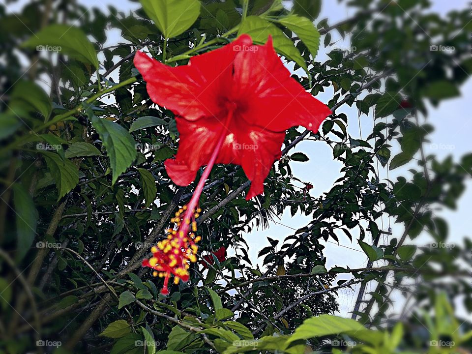 Red Hibiscus flower.