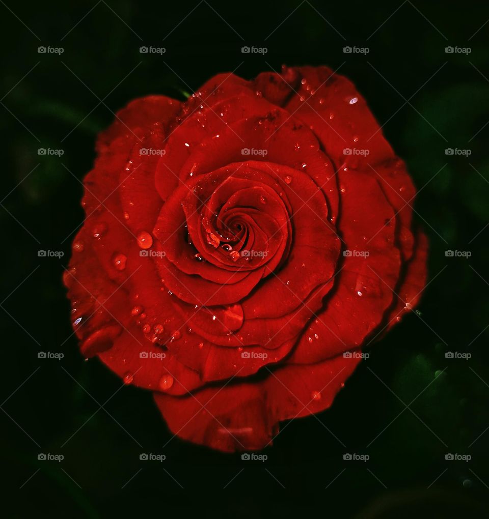 A mesmerising red rose in rainy weather