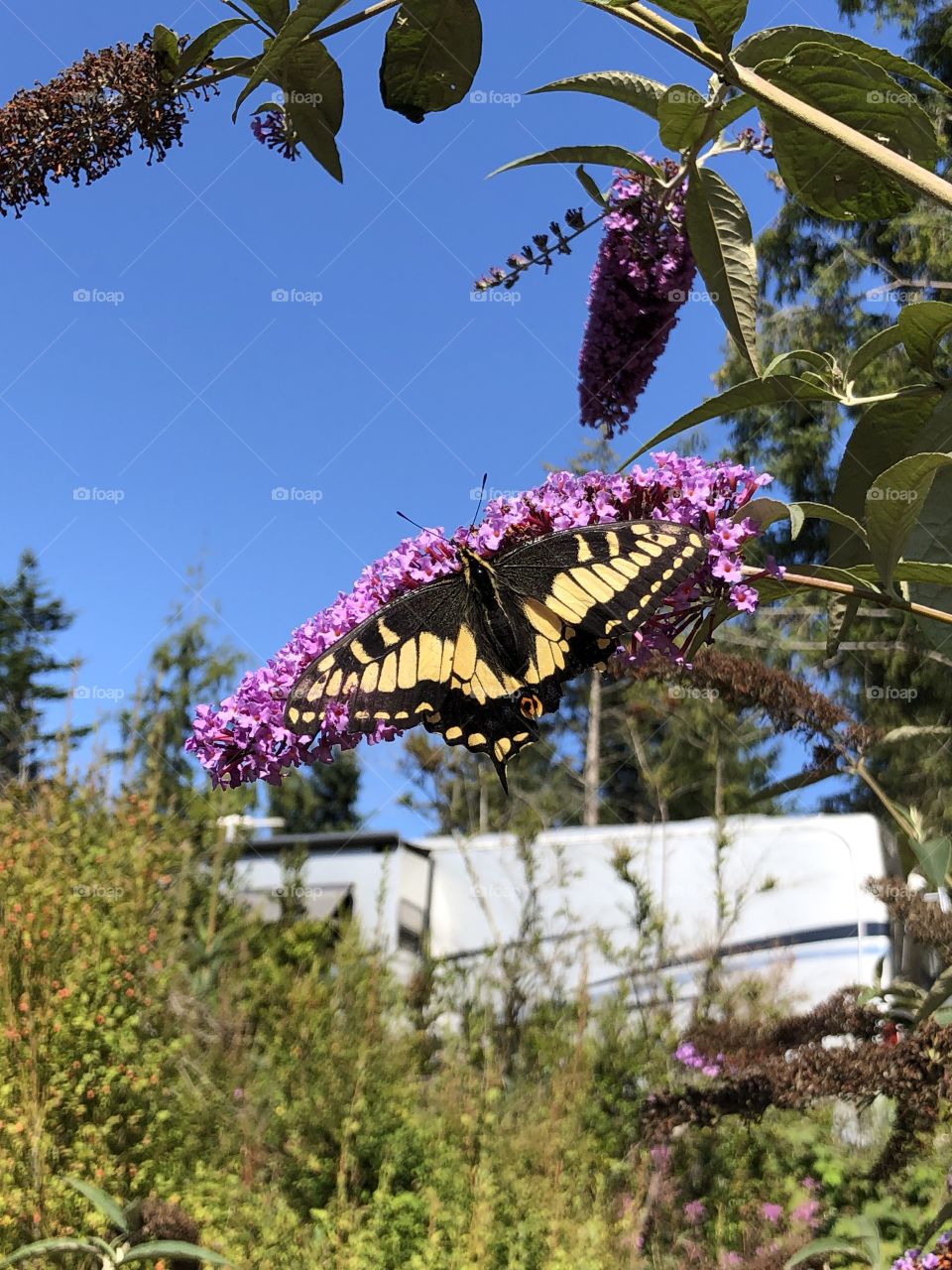 Open Winged Butterfly