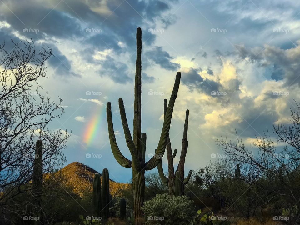 Desert Landscape - Rainbow 