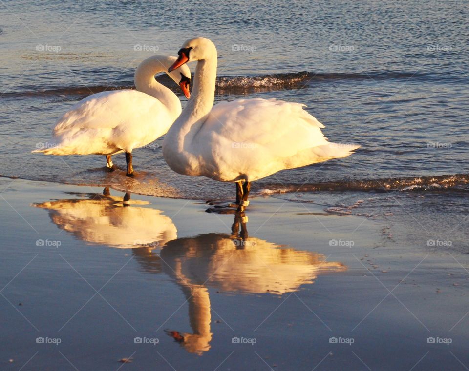 Reflection of swans in water at beach