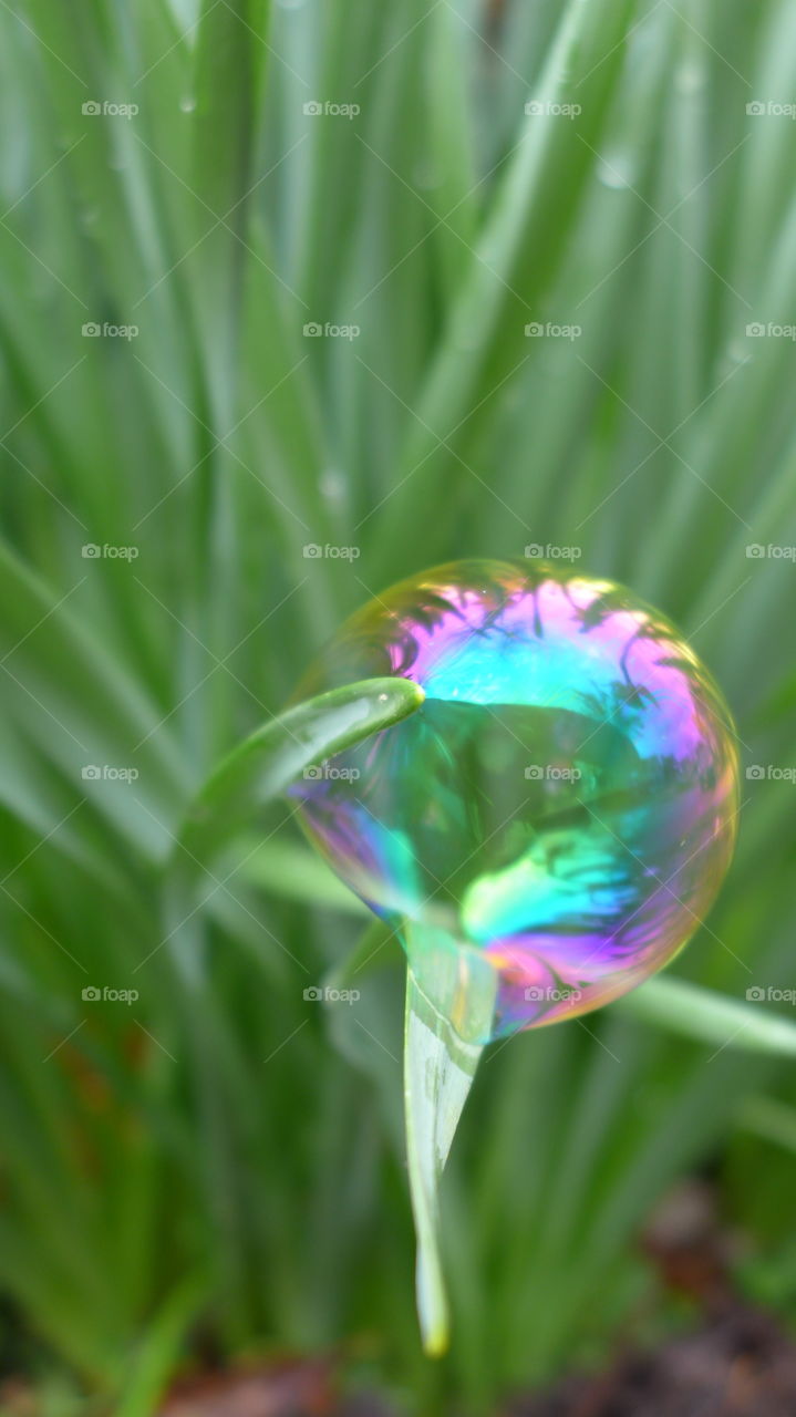 bubble in daffodil stem