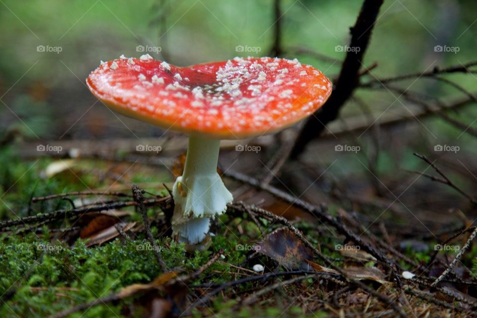 Toadstool