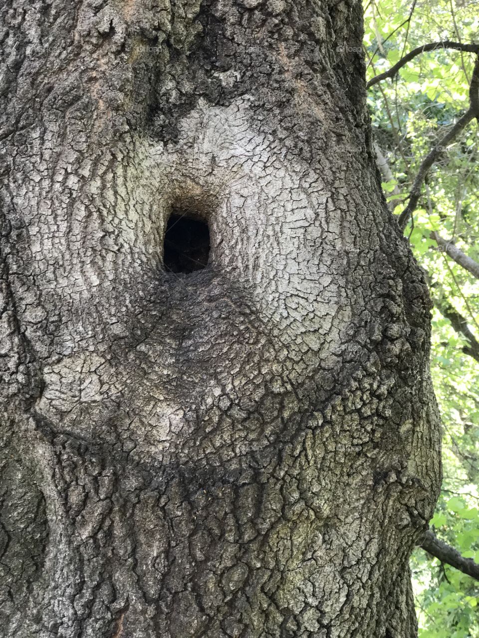 Close-up of a tree trunk