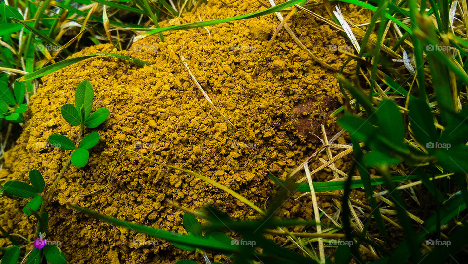 Anthill 