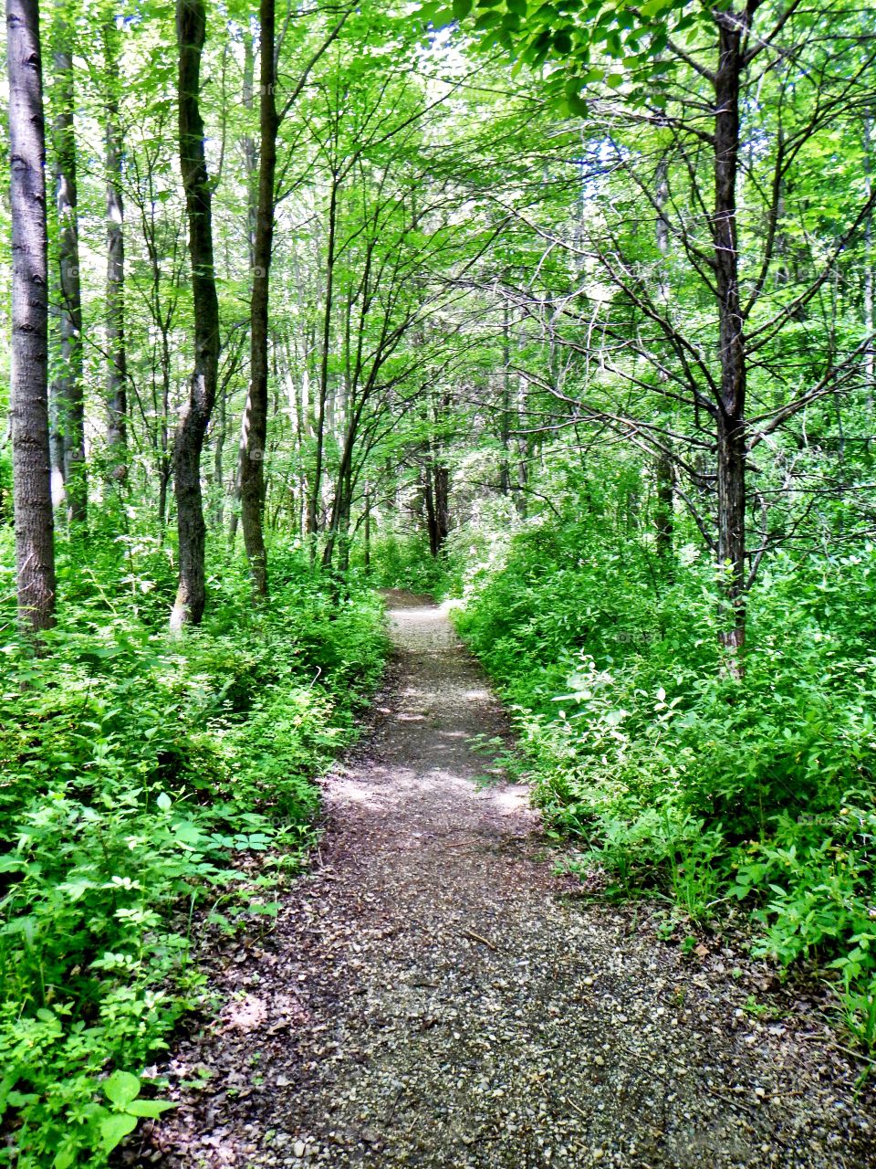 Hiking in the woods in Indiana 