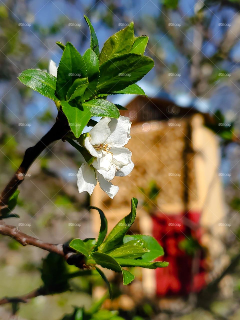 A plum tree spring blossom with emerging young leaves with a pollinator house in the background.