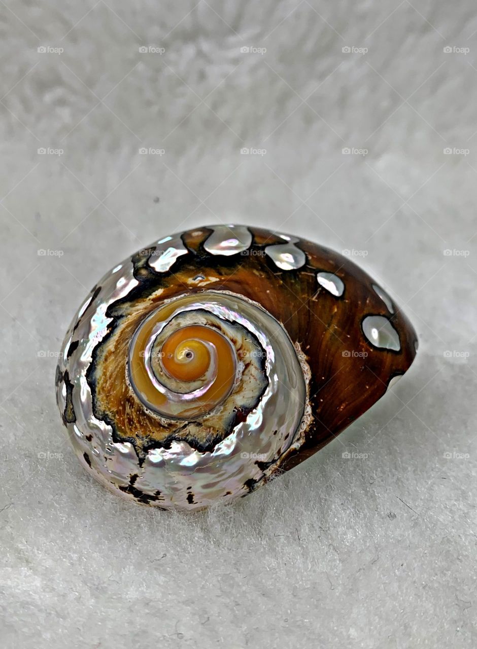 Shapes of nature. A South African Turban Shell. It has a natural spiral pattern. These hermit crab shells have round openings with mother of pearl inside. Hermit crabs look great wearing an African turban. These shapes are called logarithmic spirals