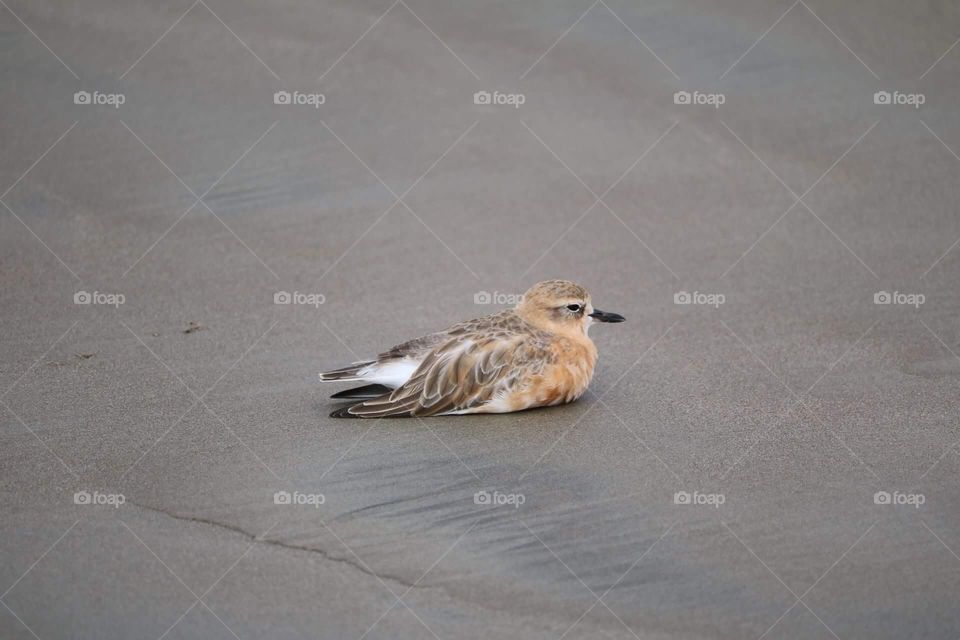Bird on New Zealand beach - 2018