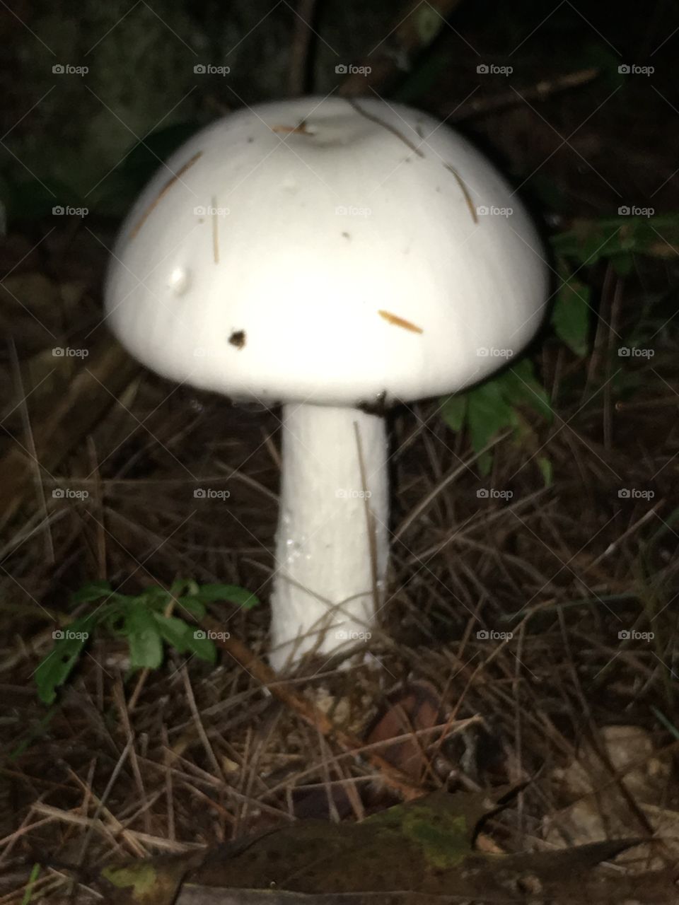 White mushroom 