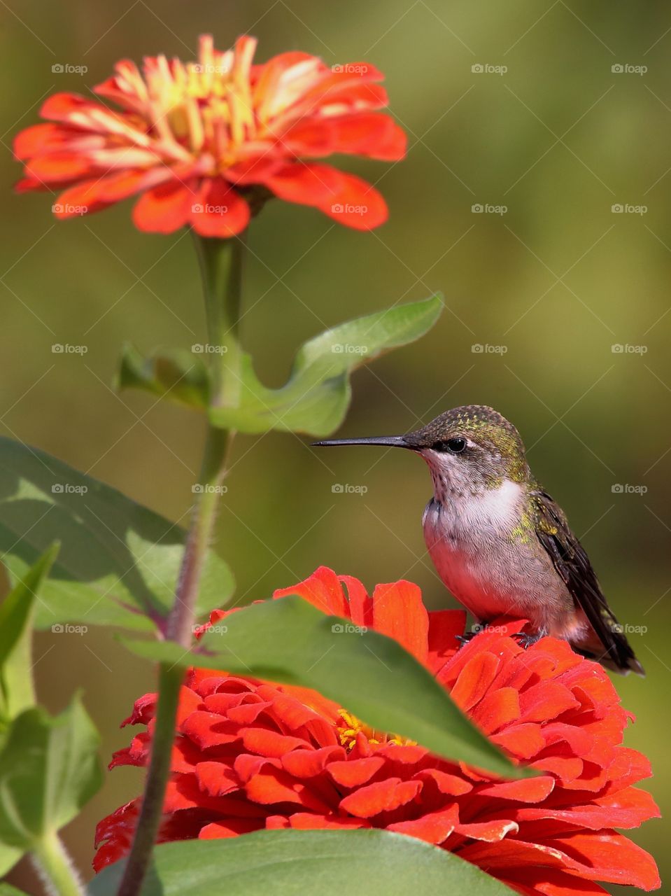 hummingbird  resting on zinnia flower