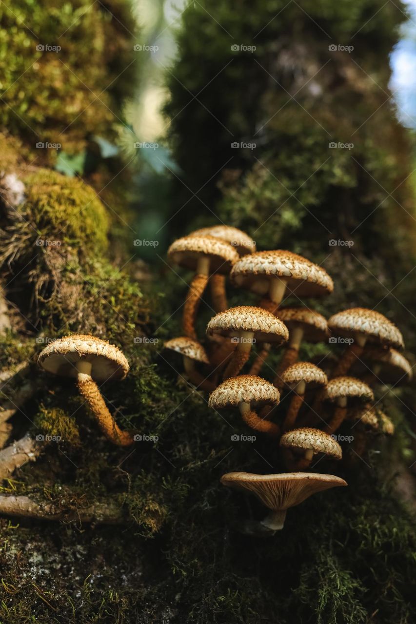 mystical, beautiful, colorful, edible and poisonous mushrooms growing. in the forest, located near the river, hidden under leaves and in the bark of trees. beauty of nature