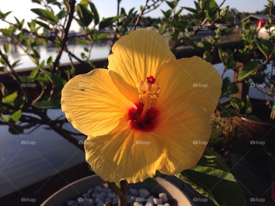 Morning sunrise shines through yellow hibiscus