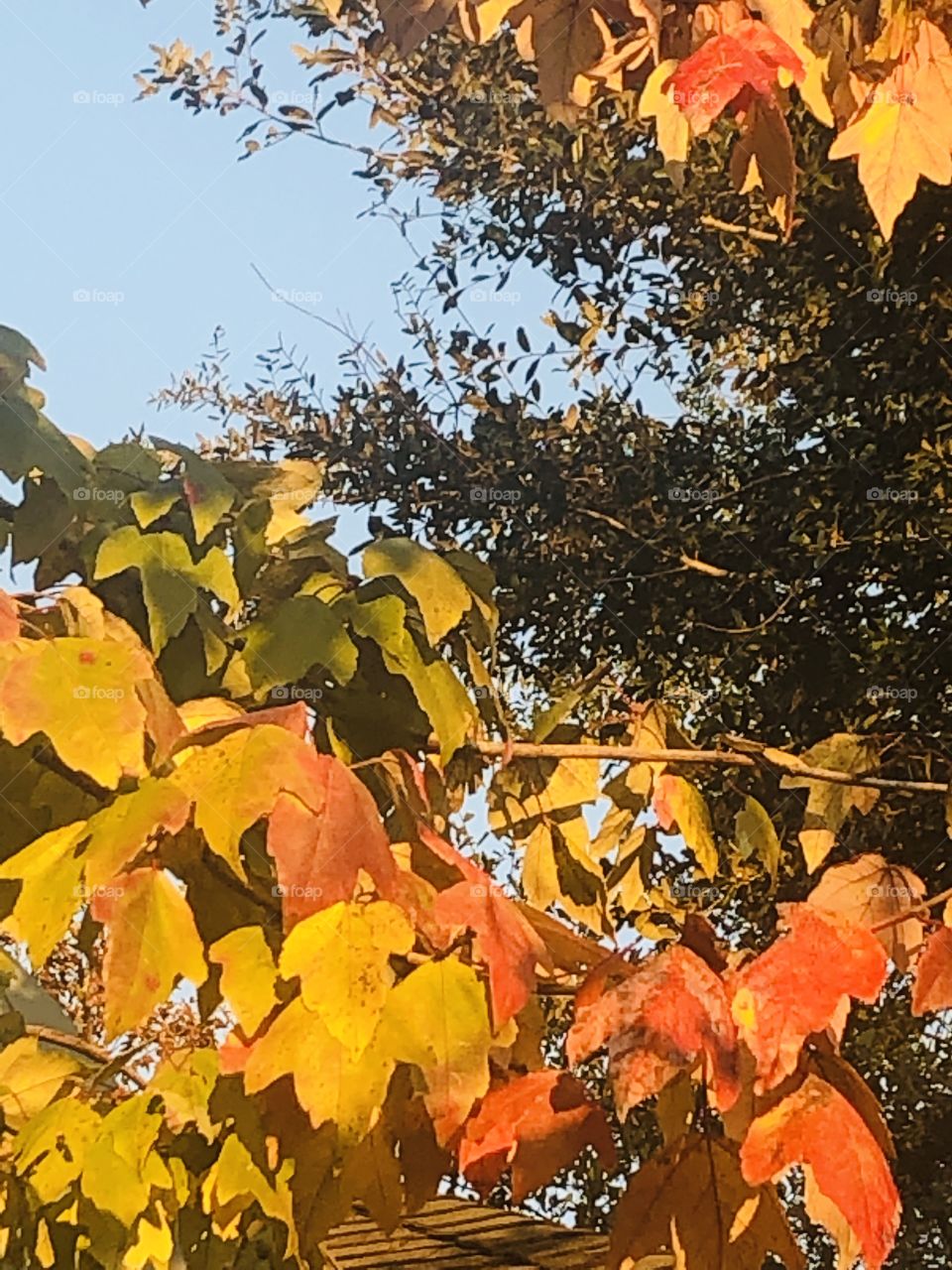 Light blue sky with a spattering of red and gold leaves, catching the cameras eye and background dark green tree. 