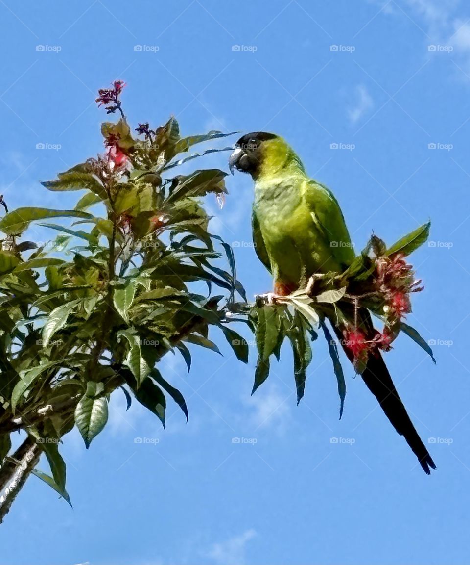 Green parrot perched in a tree 