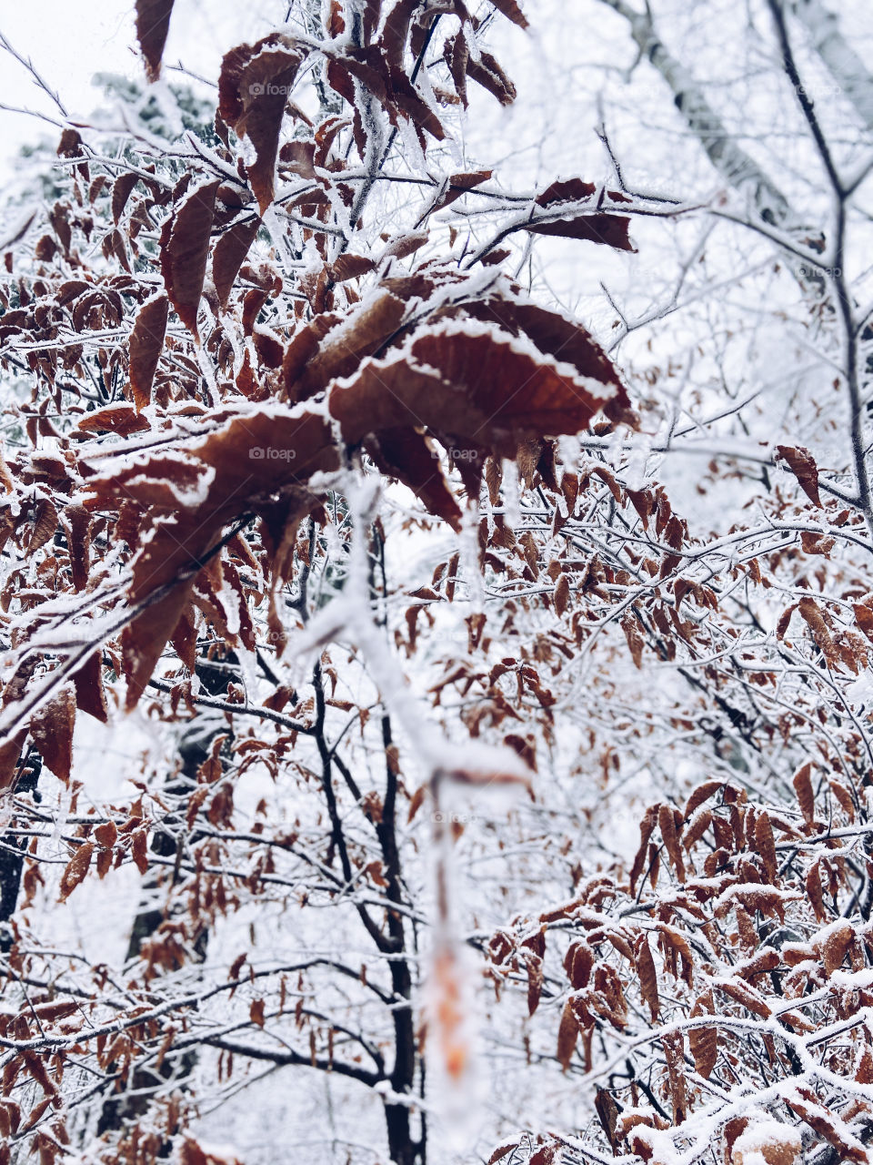 Snow on tree branches and frozen leafs 