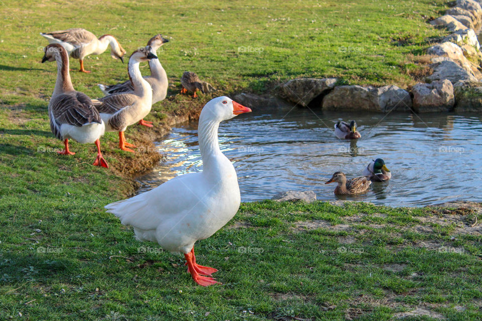 Gooses and ducks
