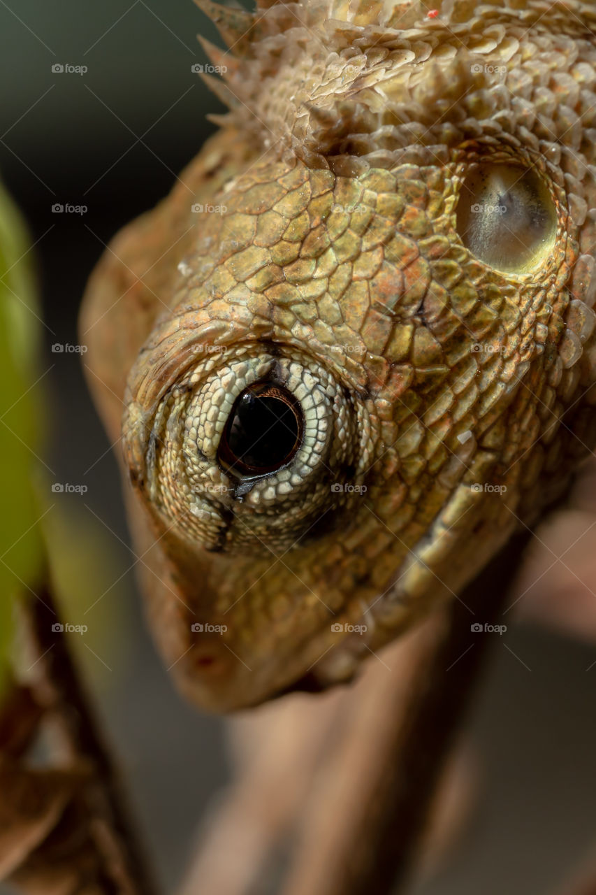 Chameleons or chamaeleons (family Chamaeleonidae) are a distinctive and highly specialized clade of Old World lizards with 202 species described as of June 2015. These specie come in a range of colors and many species have the ability to change color