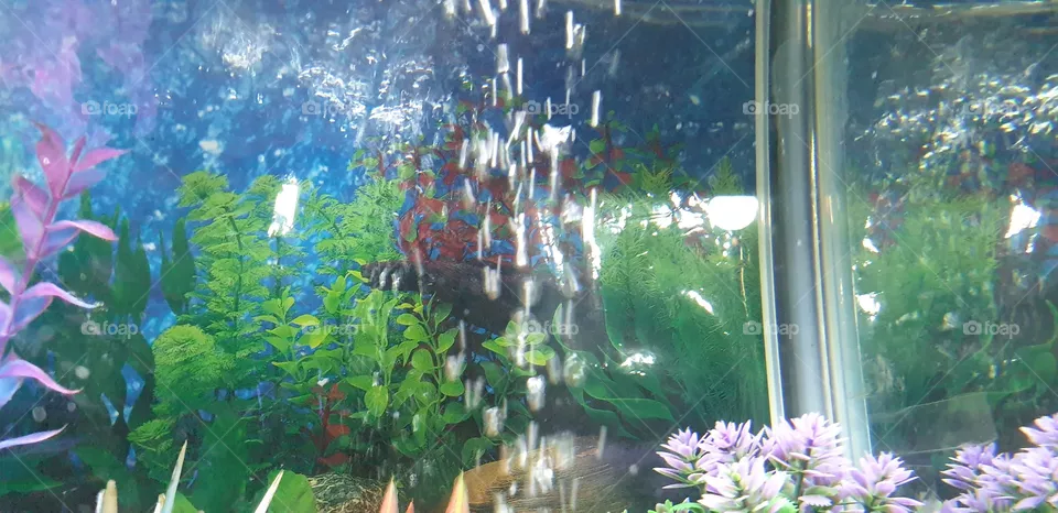 aquarium