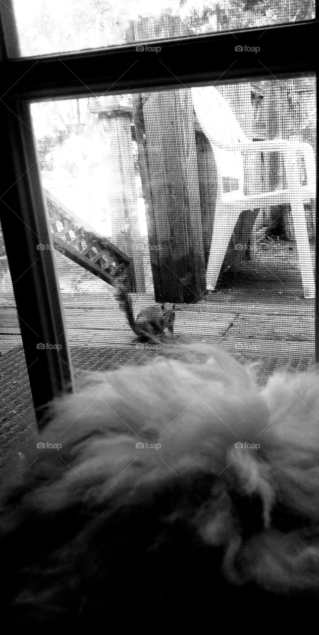 🐿 I spy a dog inside  🐶