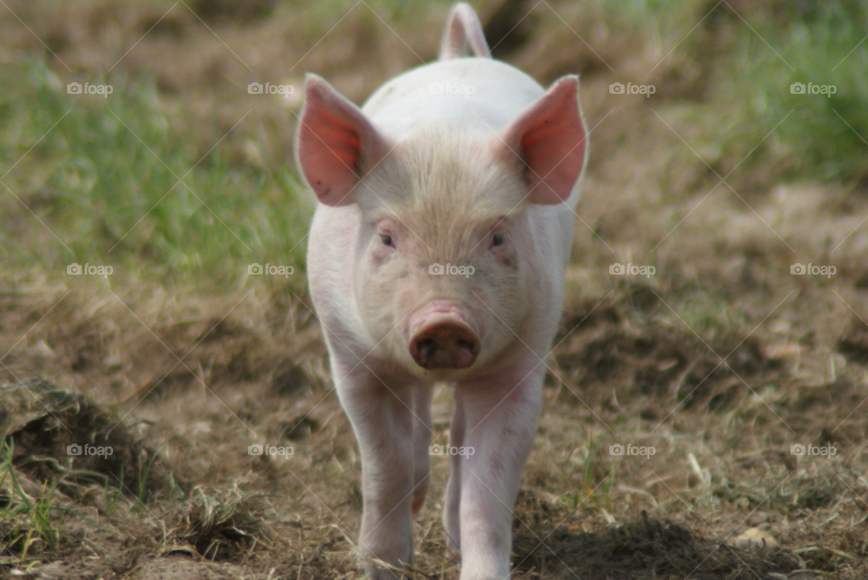 dorset uk pink cute pig by Pahars