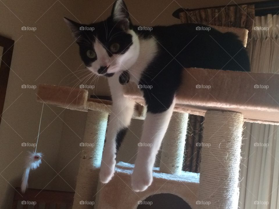 My baby Lily being a little weirdo