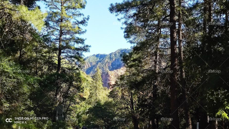 trees and forest series