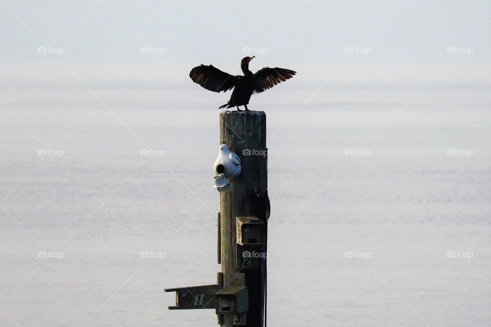Cormorant drying its wings
