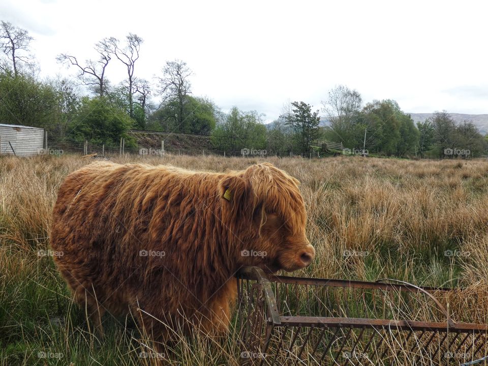 Scottish highland cow