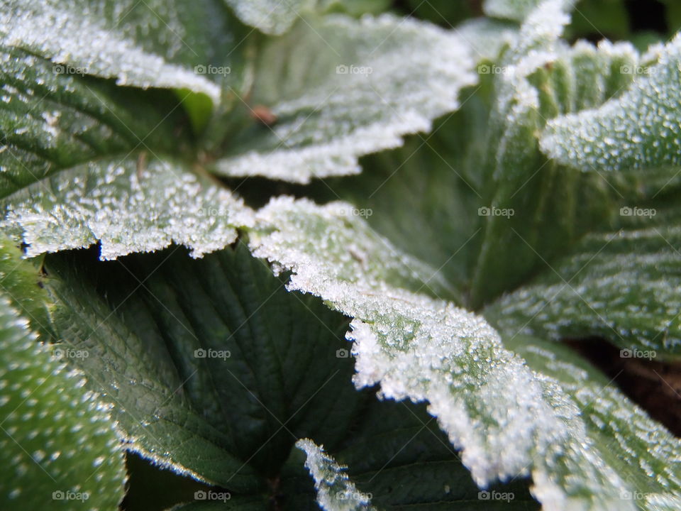 Full frame of frozen leaf