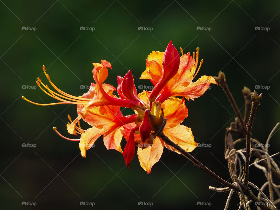 Portrait of a plant with large orange flowers