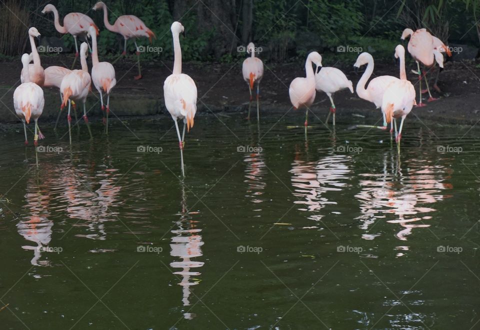 Flamingo Reflections